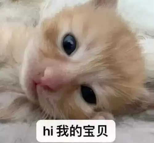 可爱抽象的小猫表情包5