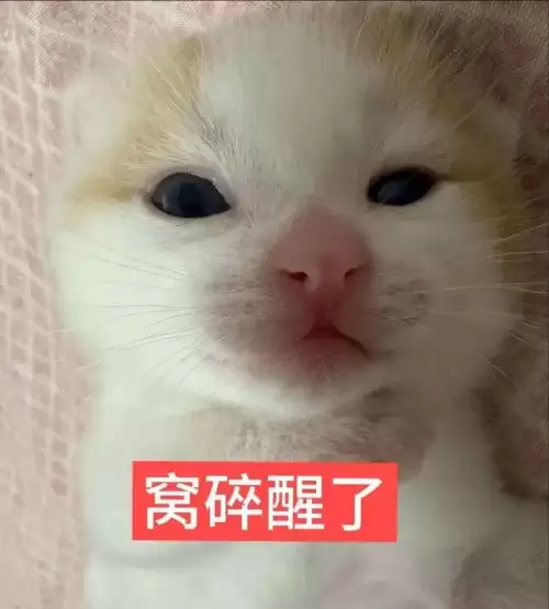 可爱抽象的小猫表情包7
