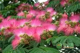 img_6a2cea1798bfd31.webp