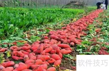 img_6a4c874f9362834.webp