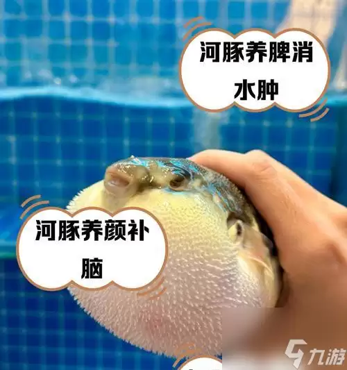 《我的世界中河豚的神奇作用》(探索河豚的魅力)