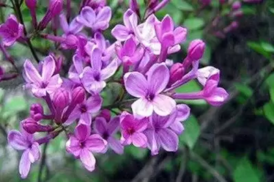 img_6a583056c12f030.webp