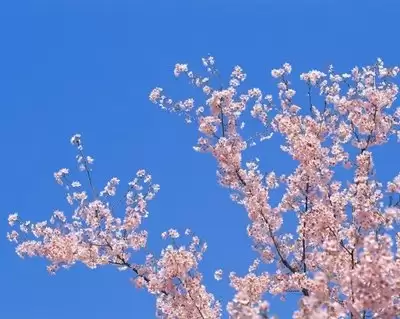 img_6a5af375a36d531.webp