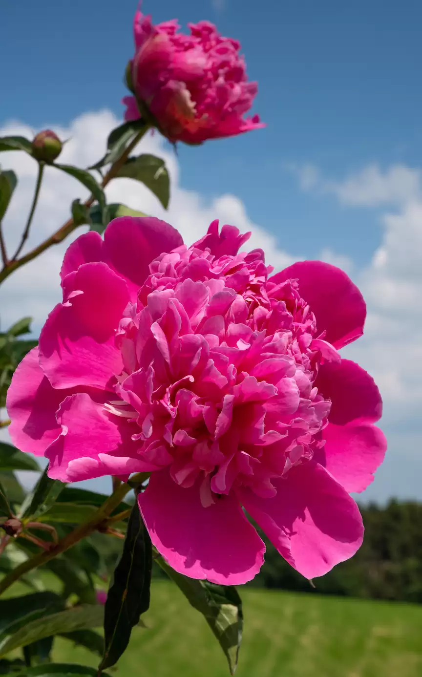 img_6a63f4c49d64231.webp