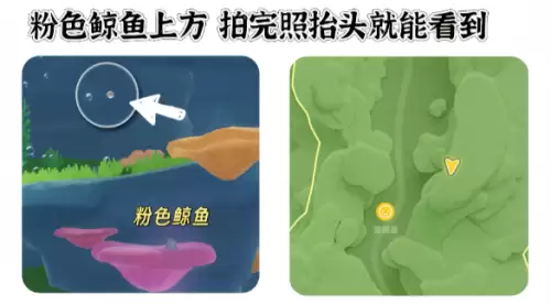 心动小镇寻鲸季小鲸鱼在哪 寻鲸季小鲸鱼点位汇总 心动小镇寻鲸季小鲸鱼在哪 寻鲸季小鲸鱼点位汇总
