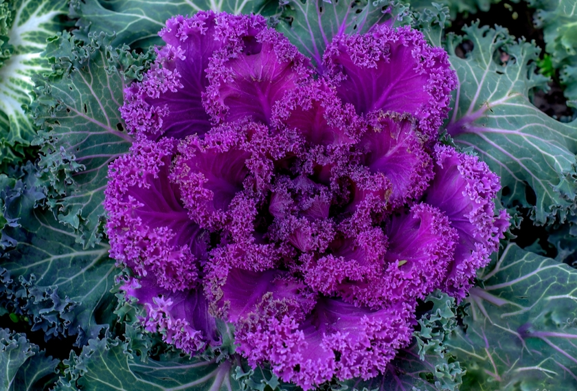 img_6a755e48e3bbd34.png