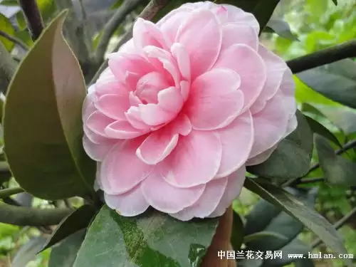 img_6a7b0950ea5ae31.webp