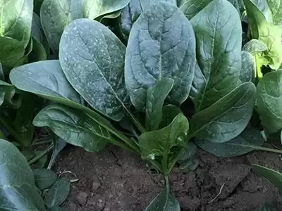 红色沙漠神秘松茸怎么获得