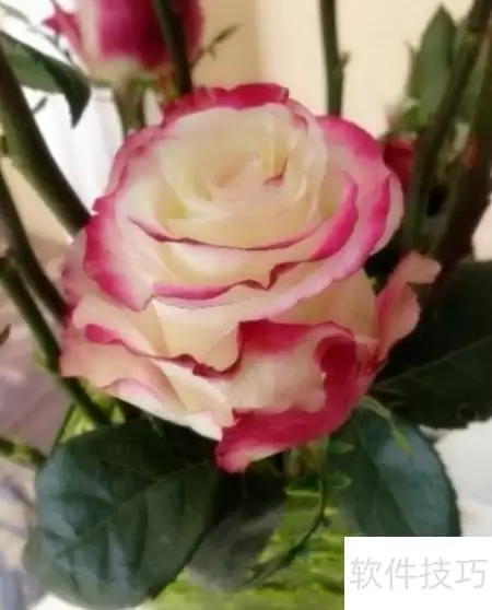 img_6a995bcfe095130.webp